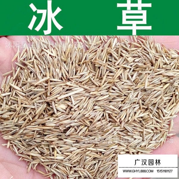 冰草種子(圖1)