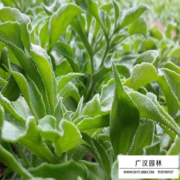 冰草種子(圖3)