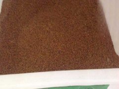 草木犀種子