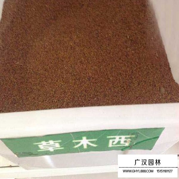 草木犀種子(圖1)