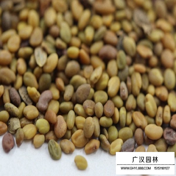草木犀種子(圖2)