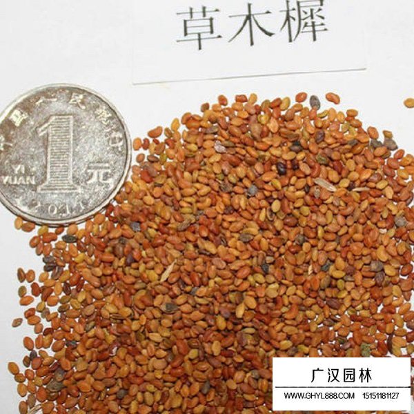 草木犀種子(圖3)