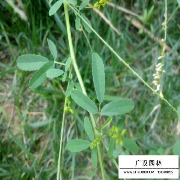草木犀種子(圖4)