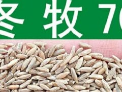冬牧70種子