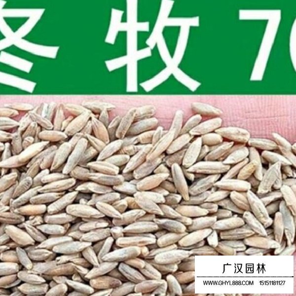 冬牧70種子(圖1)