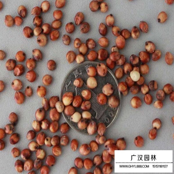 高粱種子(圖1)