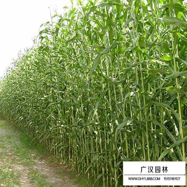 高粱種子(圖3)