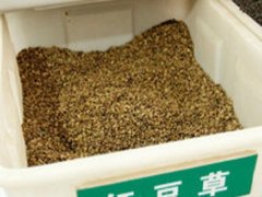 紅豆草種子