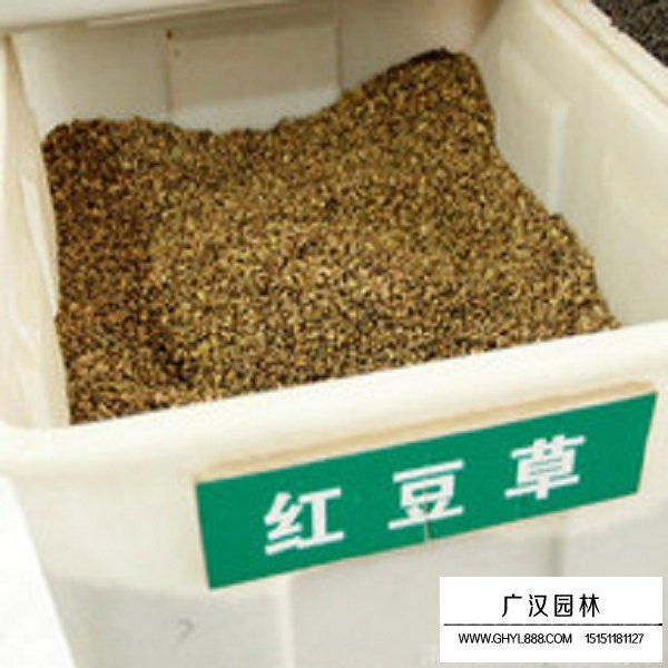 紅豆草種子(圖1)