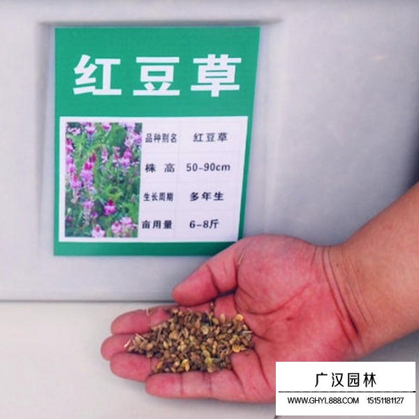 紅豆草種子(圖2)