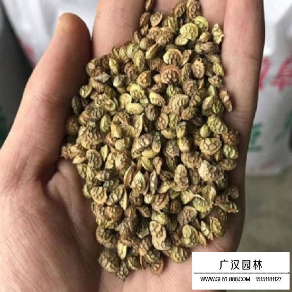 紅豆草種子(圖3)