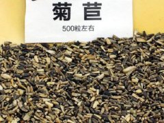 菊苣裸種