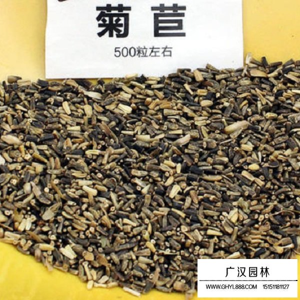 不同品質菊苣種子的價格(圖1)