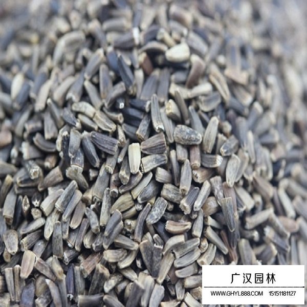 不同品質菊苣種子的價格(圖2)