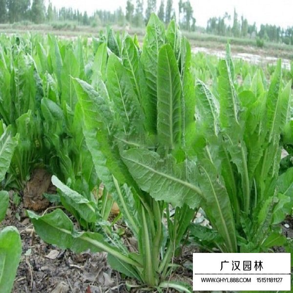 不同品質菊苣種子的價格(圖3)