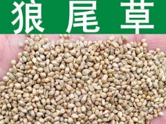 狼尾草種子