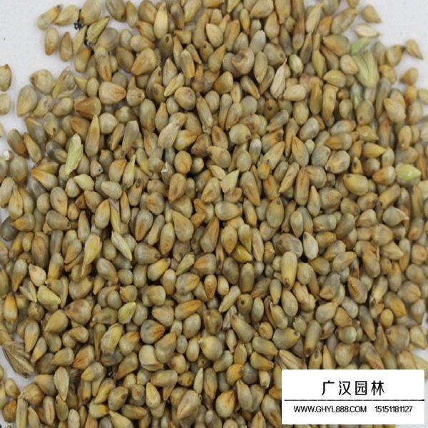 狼尾草種子(圖3)