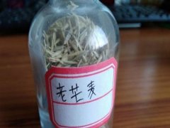 老芒麥種子