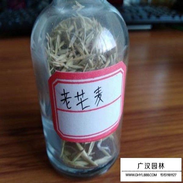 老芒麥種子(圖1)