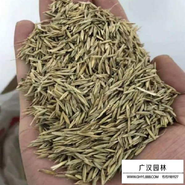 老芒麥種子(圖2)