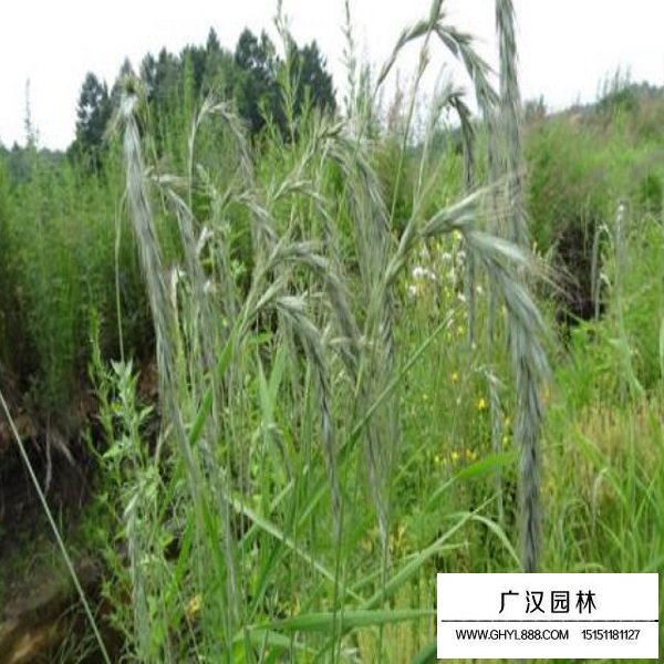 老芒麥種子(圖3)
