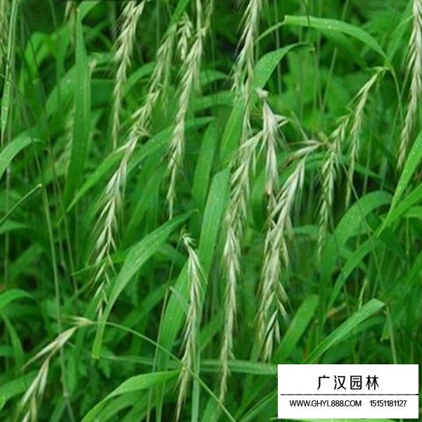 老芒麥種子(圖4)
