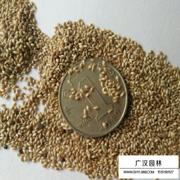 貓尾草種子(圖1)
