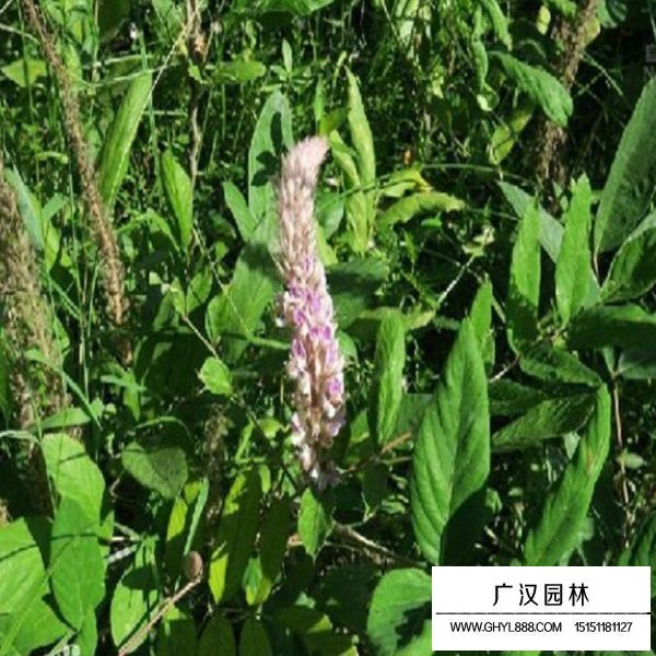 貓尾草種子(圖2)