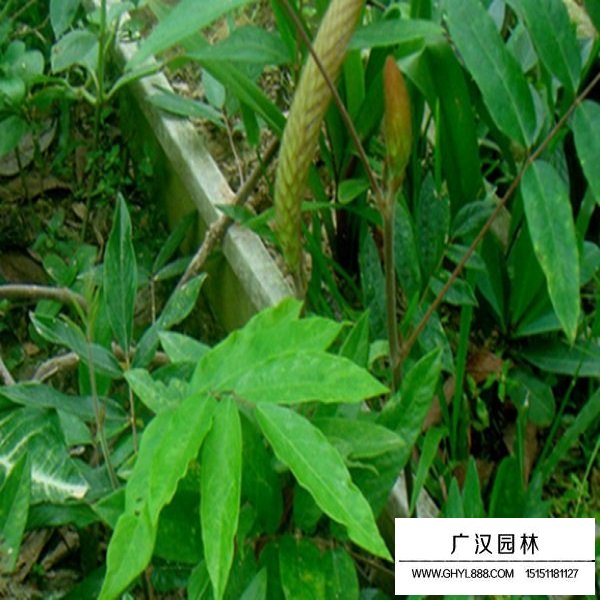 貓尾草種子(圖3)