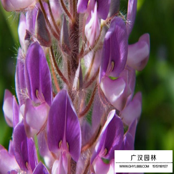 貓尾草種子(圖4)