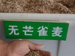 無芒雀麥種子