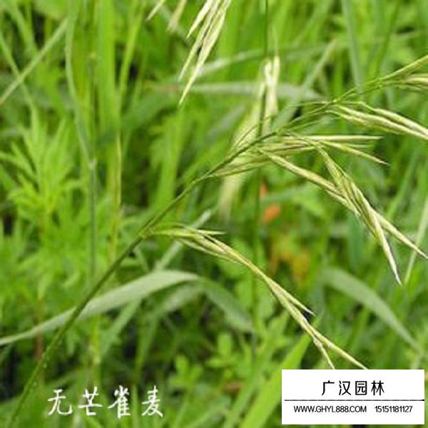無芒雀麥種子(圖4)