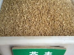 燕麥種子