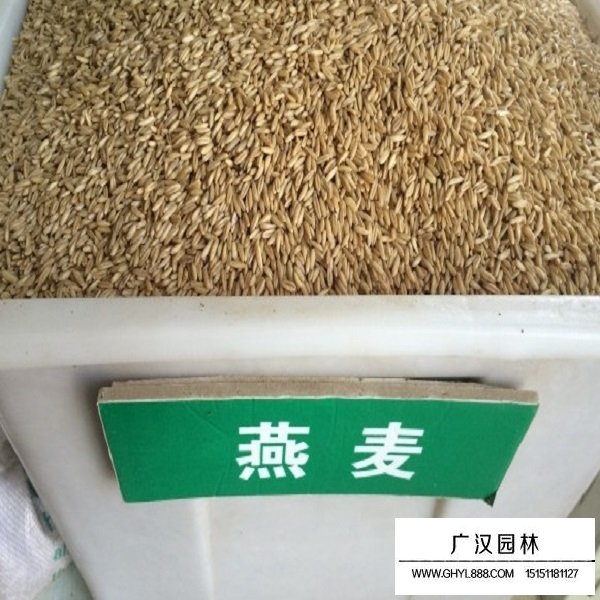 燕麥種子(圖1)