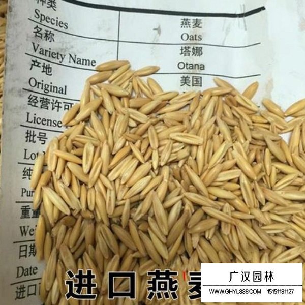 燕麥種子(圖3)