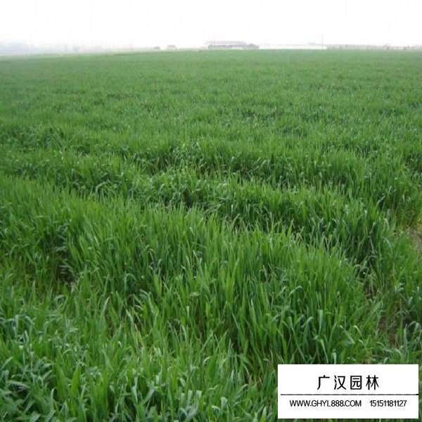 燕麥種子(圖4)