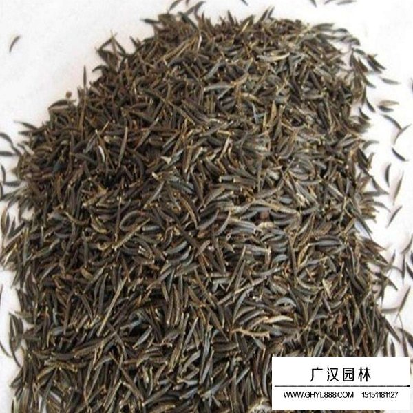 波斯菊矮桿種子(圖2)