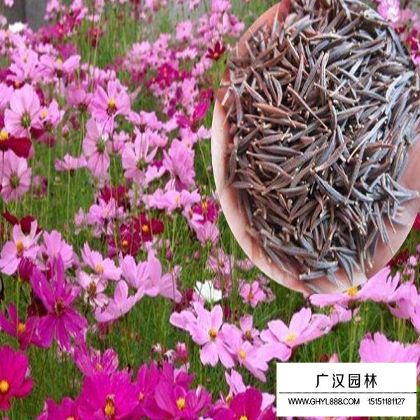 波斯菊矮桿種子(圖3)