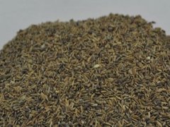 翠菊矮桿種子