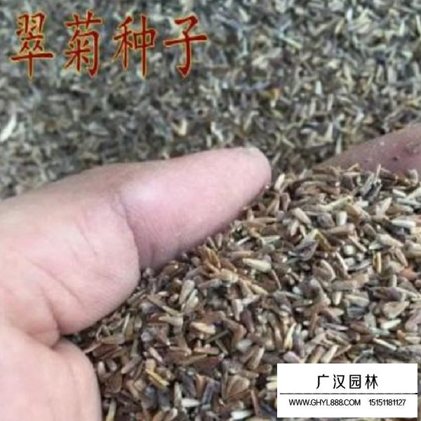 翠菊矮桿種子(圖3)