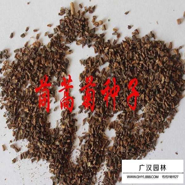 茼蒿菊種子(圖3)