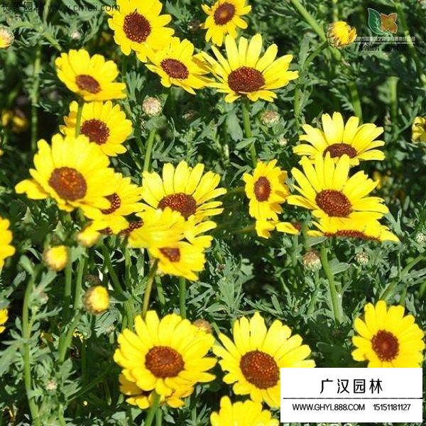 茼蒿菊種子(圖4)