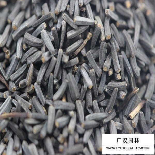 黑心菊種子(圖1)