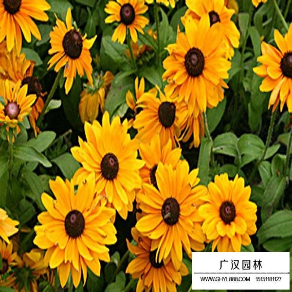 黑心菊種子(圖3)