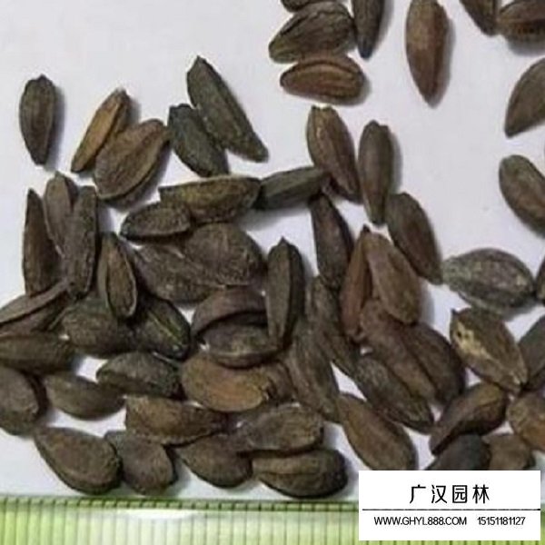 南非萬壽菊種子(圖1)