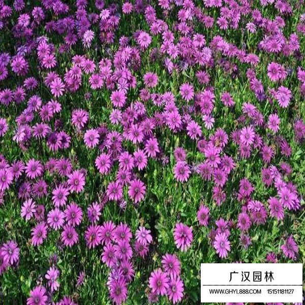 南非萬壽菊種子(圖3)