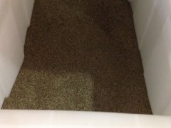 大濱菊種子