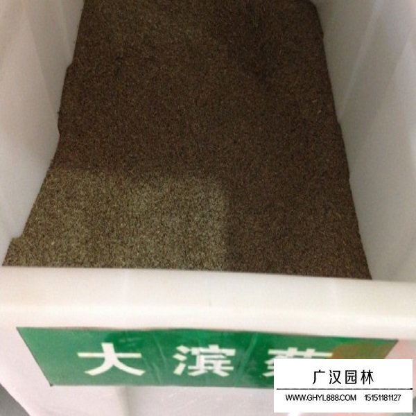 大濱菊種子(圖1)