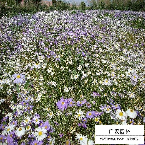 五色菊種子(圖4)