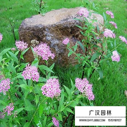 繡線菊種子(圖2)